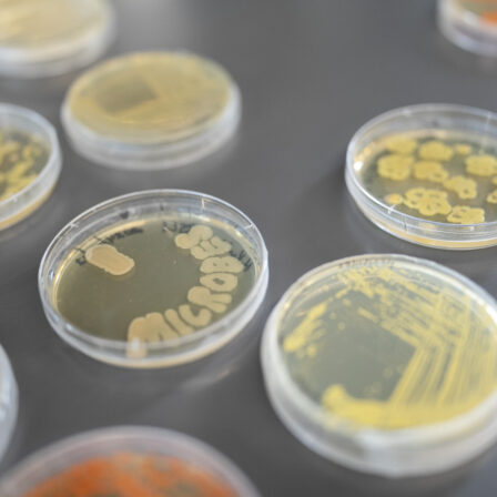 Microbial art
